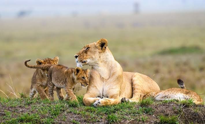 wildlife safari