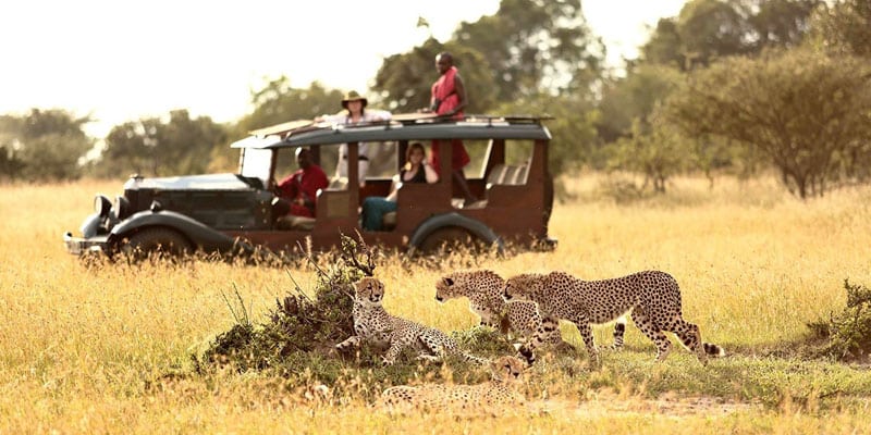 Kenya Safari
