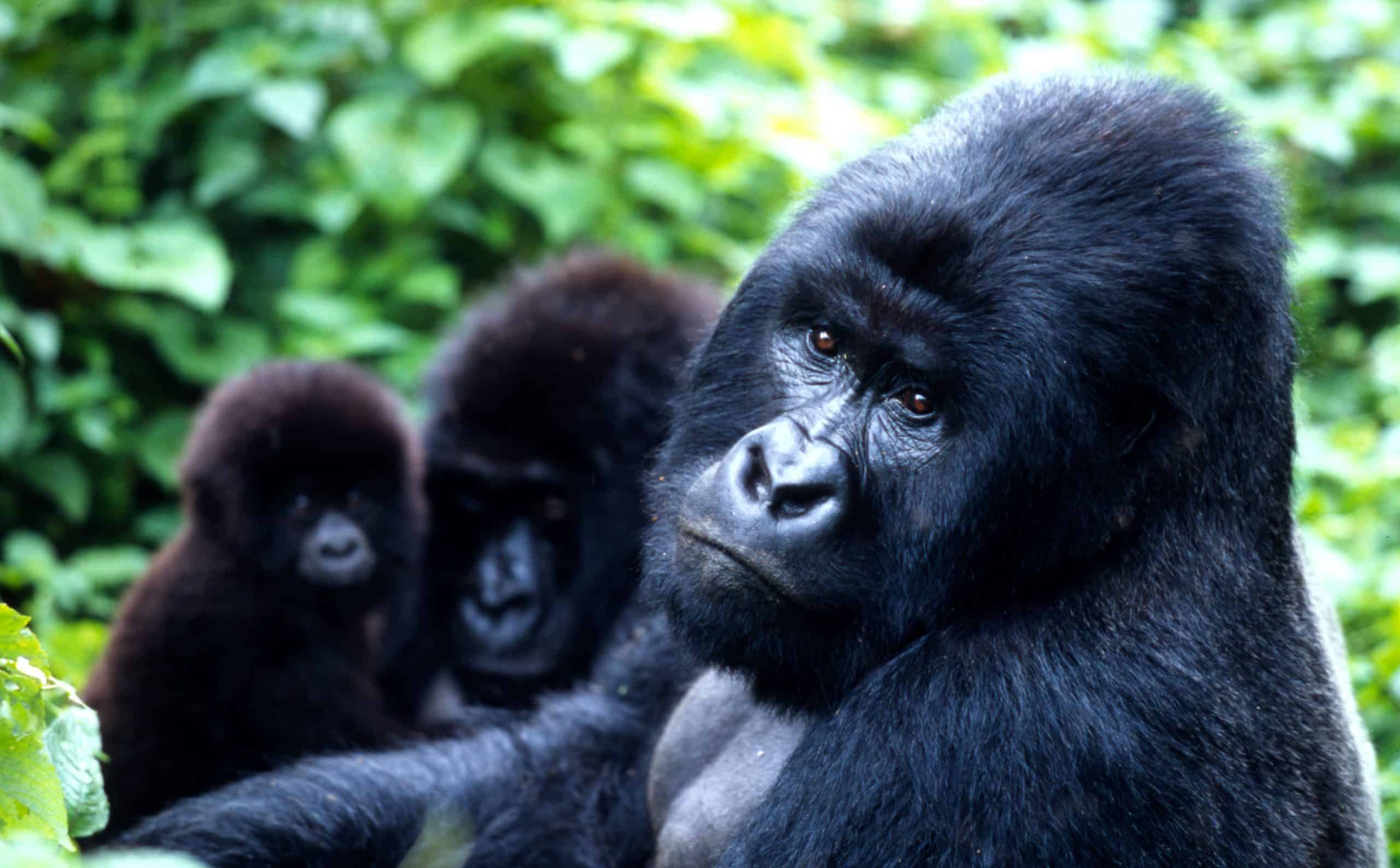 Gorilla gorilla beringei Mountain gorilla