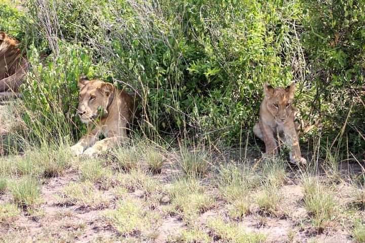 uganda safari packages