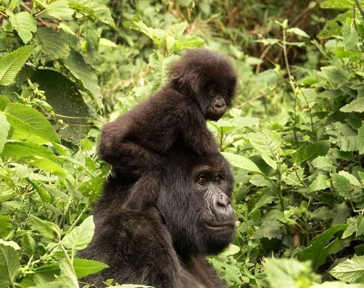uganda safari packages