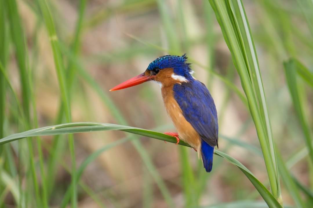uganda safari packages
