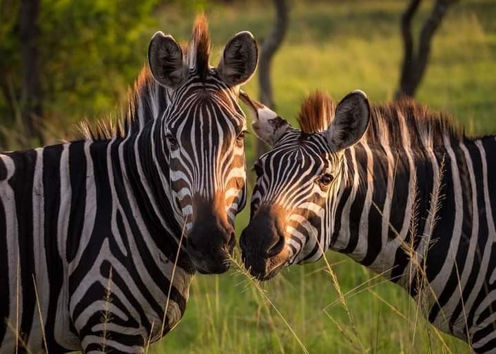 wildlife trip