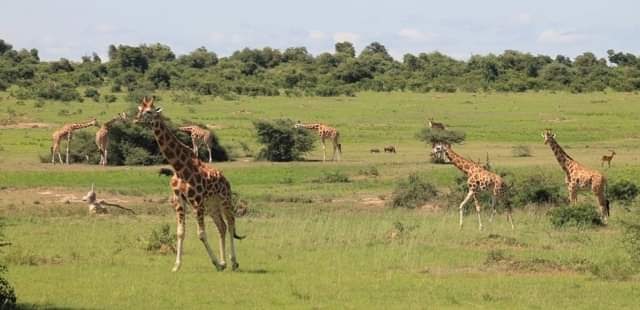 wildlife safari