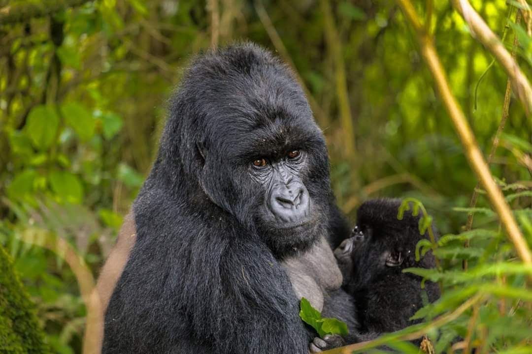 wildlife safari