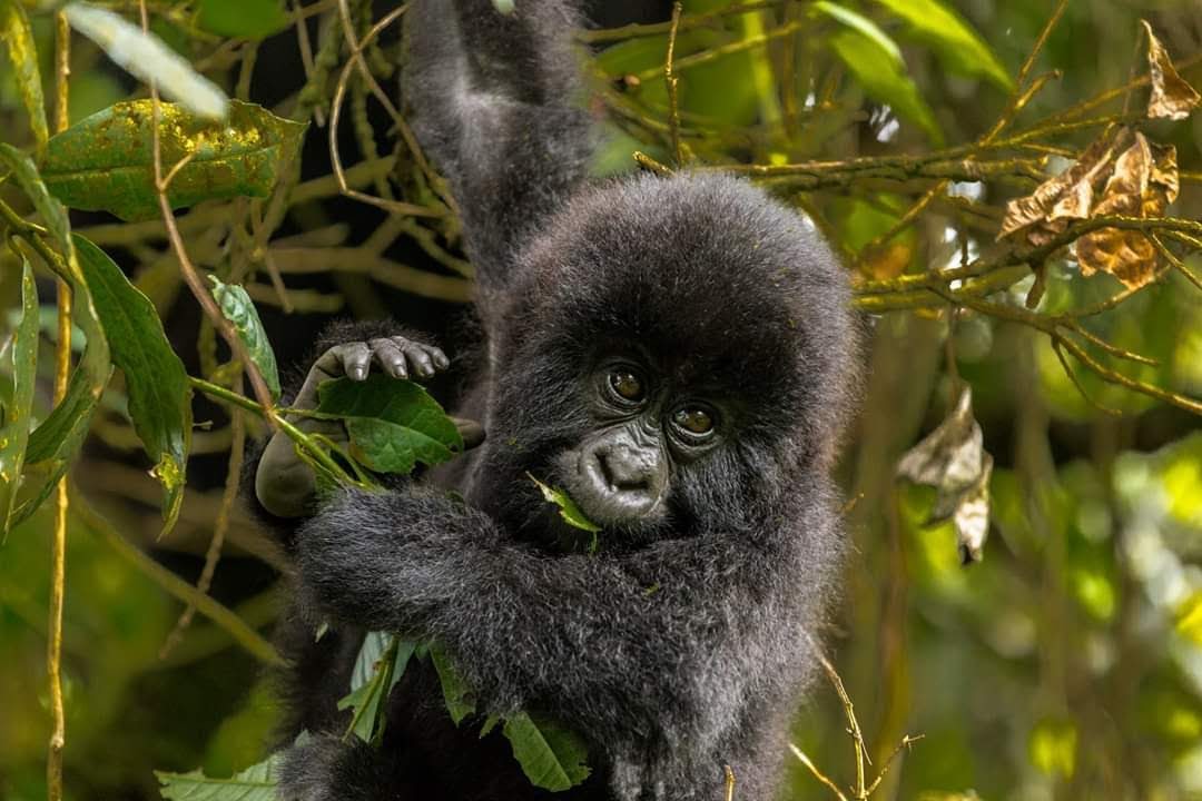 gorilla trekking safaris