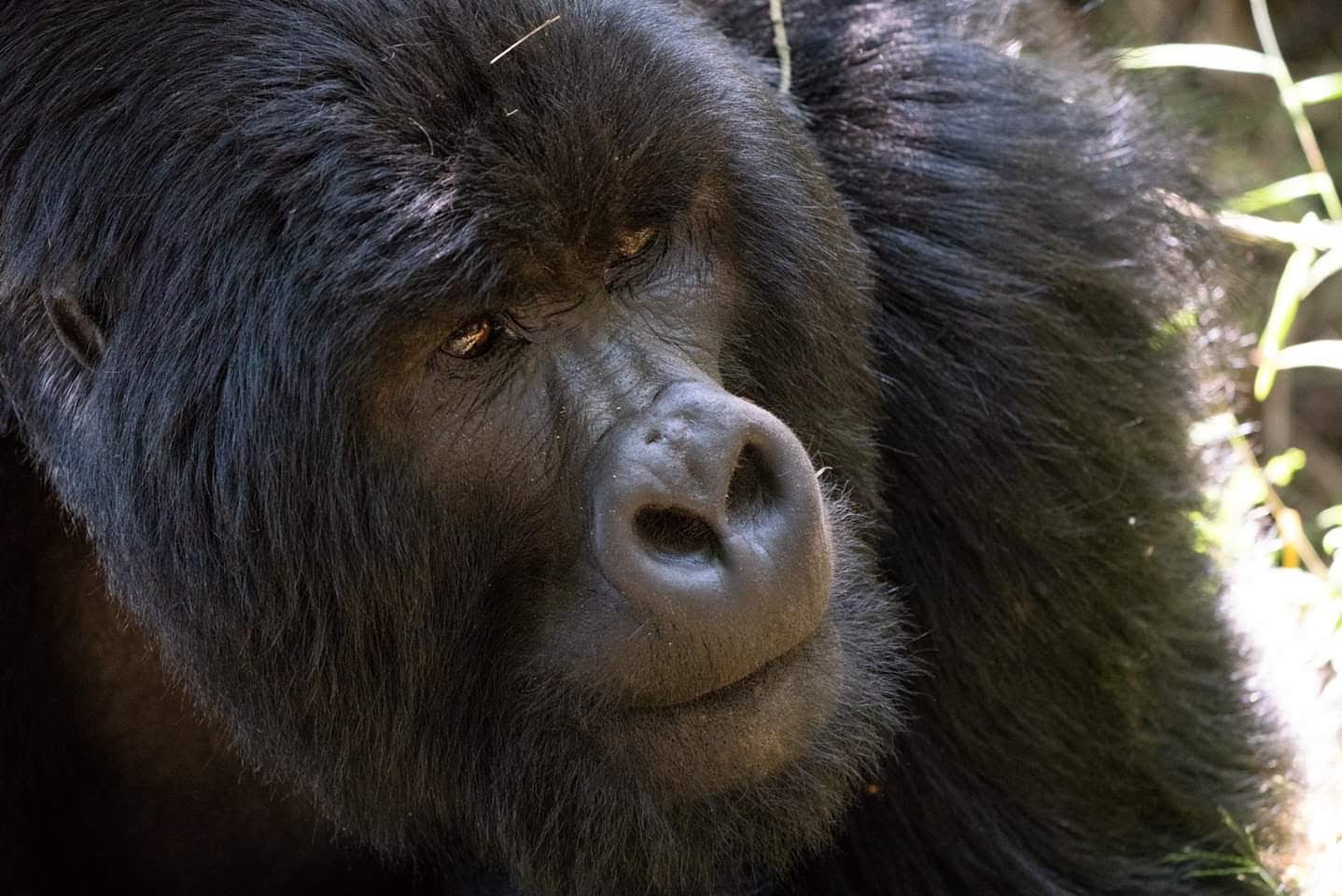 gorilla trekking safaris