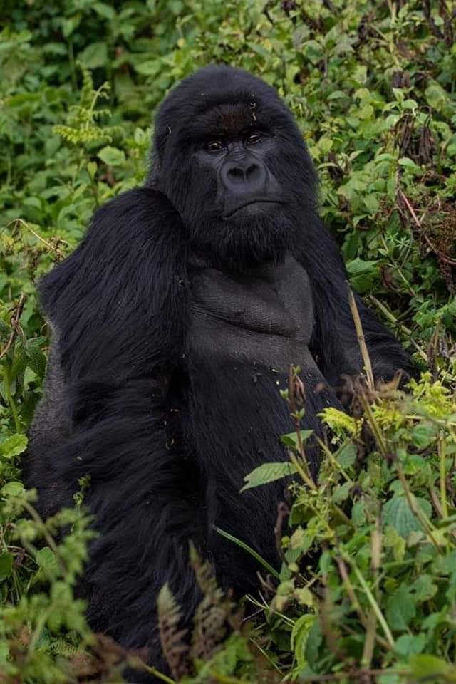 gorilla trekking safaris