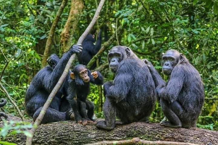 gorilla trekking safaris
