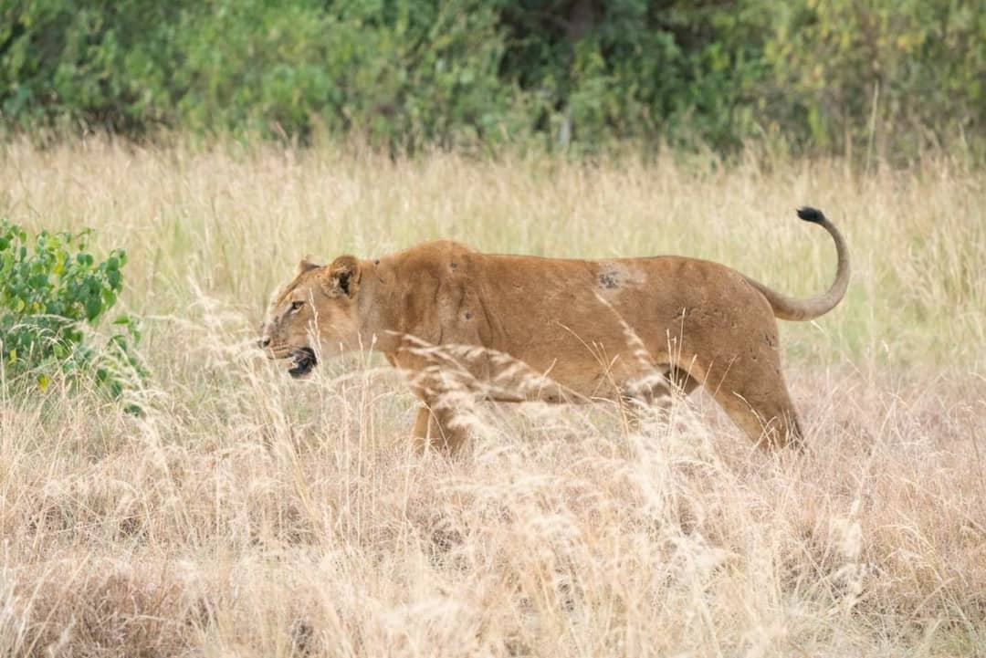 gorilla trekking safaris