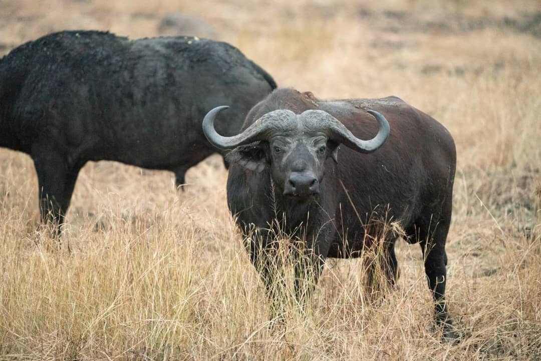 gorilla trekking safaris