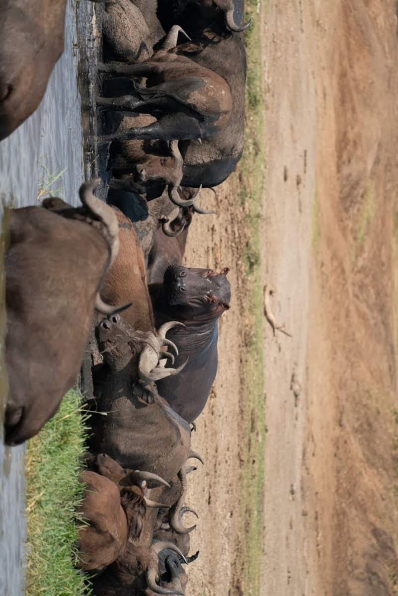 gorilla trekking safaris