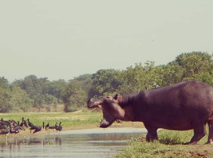 gorilla trekking safaris