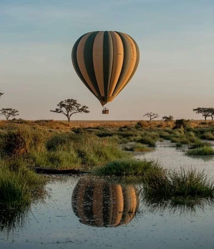 gorilla trekking safaris