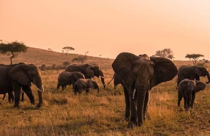 gorilla trekking safaris