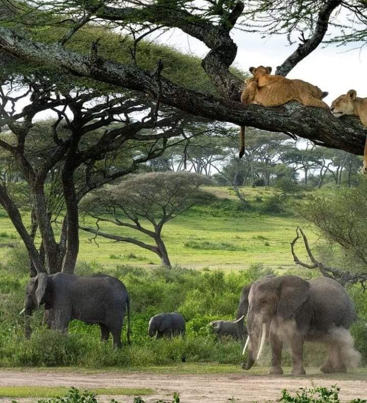 wildlife trip